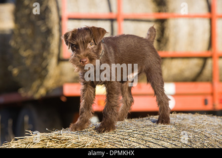 A 12 week old Chocolate Patterdale Terrier photographed on a bale of straw on a farm. Stock Photo