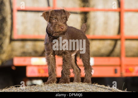 A 12 week old Chocolate Patterdale Terrier photographed on a bale of straw on a farm. Stock Photo