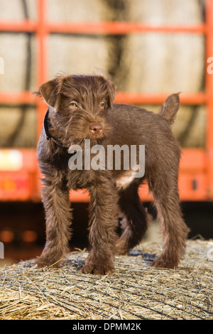 A 12 week old Chocolate Patterdale Terrier photographed on a bale of straw on a farm. Stock Photo