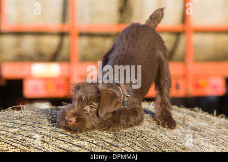 A 12 week old Chocolate Patterdale Terrier photographed on a bale of straw on a farm. Stock Photo