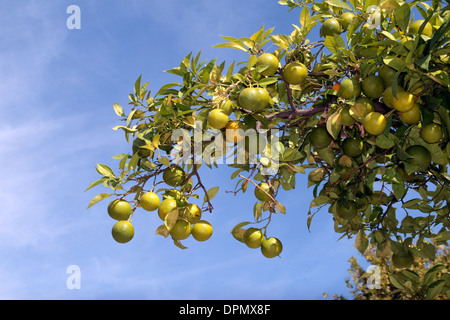 Green coloured oranges growing in a tree on the streets of Seville (Sevilla), Andalusia, Spain. Stock Photo