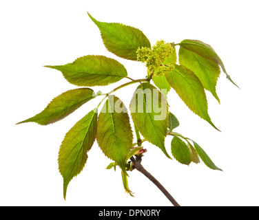 Red Elderberry isolated on a white background Stock Photo