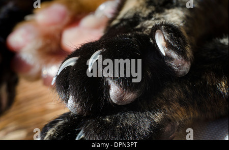 Close up of a cat's paws. Stock Photo
