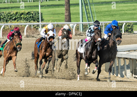 Thoroughbred horses kicking up dirt Stock Photo