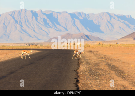 Two gemsbok antelope cross road in Namib-Naukluft National Park, Namibia Stock Photo