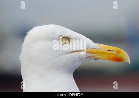 A profile portrait of a Great Black-Back Seagull in Newcastle-Upon-Tyne.