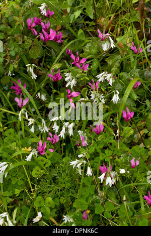 Allium triquetrum and Wild Cyclamen, Cyclamen repandum ssp. repandum, growing wild in Sardinia, Italy. Stock Photo