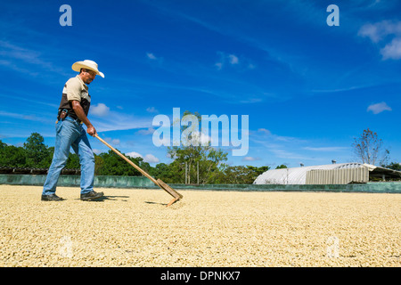 Man rakes coffee beans drying in sun Stock Photo