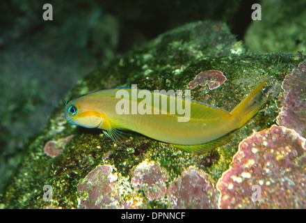 Midas Blenny (Ecsenius midas), Blenniidae, Indo-Pacific Ocean Stock Photo