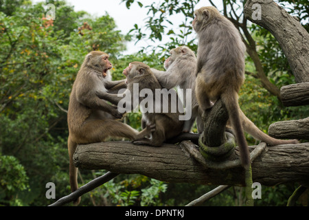 Group of fierce Formosan rock macaques (or Formosan rock monkeys or Taiwanese macaques) at a tree Stock Photo