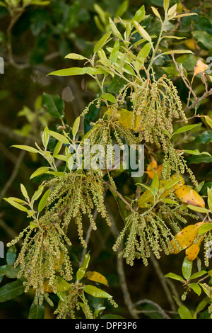 Holm Oak, Quercus ilex in flower in spring, Sardinia. Stock Photo