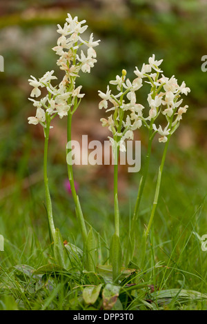 Group of Provence Orchids, Orchis provincialis, in flower, Sardinia. Stock Photo