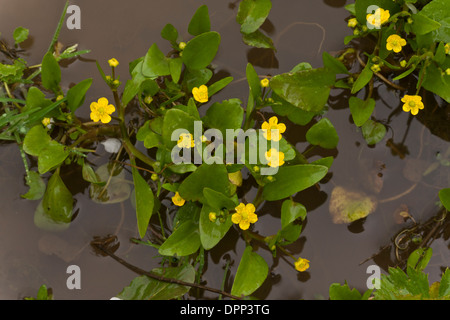 Adder's-tongue Spearwort, Ranunculus ophioglossifolius in flower in standing water. Very rare plant in UK Stock Photo
