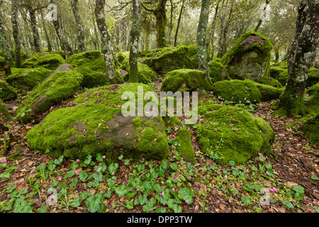 Rocky open woodland with Cyclamen repandum on the basalt plateau of Giara di Gesturi, Sardinia, Italy. Stock Photo