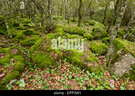 Rocky open woodland with Cyclamen repandum on the basalt plateau of Giara di Gesturi, Sardinia, Italy. Stock Photo