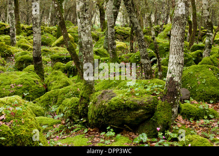 Rocky open mossy woodland with Cyclamen repandum on the basalt plateau of Giara di Gesturi, Sardinia, Italy. Stock Photo