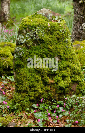 Mossy basalt rock with Cyclamen repandum and lichens, in woodland on the Giara di Gesturi, Sardinia Stock Photo