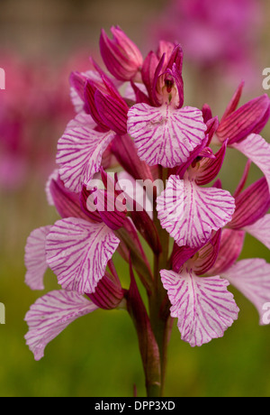 Pink butterfly orchid, Orchis papilionacea, in flower, Sardinia. Stock Photo