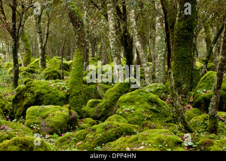 Rocky open mossy woodland with Cyclamen repandum on the basalt plateau of Giara di Gesturi, Sardinia, Italy. Stock Photo
