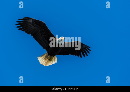 Eagle flying, Alaska Stock Photo