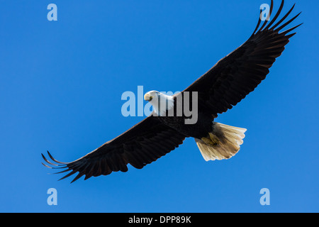 Eagle flying, Alaska Stock Photo