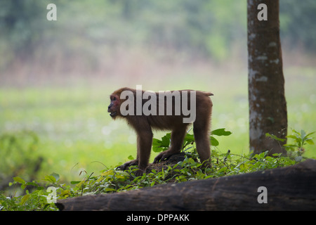 Stump-tailed macaques (Macaca arctoides) have thick, long, dark brown fur covering their bodies and short tails. Stock Photo