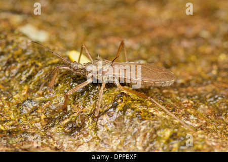 Assassin Bug (Reduviidae). Reduviidae (from the contained genus ...