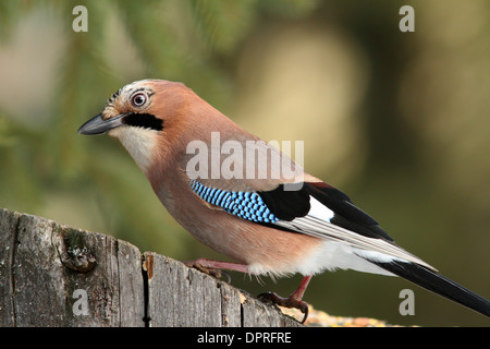 curious european jay ( garrulus glandarius ) looking for food on a stump Stock Photo