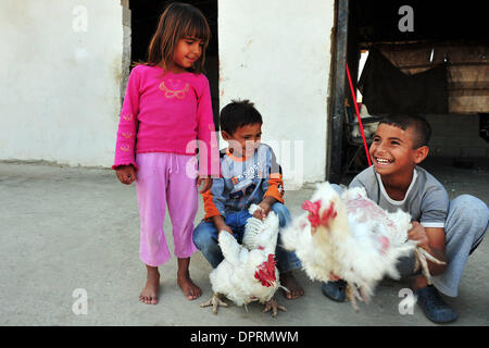Nov 25, 2008 - Rahat, Israel - Chickens are caught for dinner. In Israel, tens of thousands of Arab Bedouin fear that the Israeli government wants to seize land they say belongs to them and to put an end to their traditional nomadic lifestyle. The Israeli Arab Bedouin are 160,000 Israeli citizens, who live in what are called 'unrecognized villages' that don't appear on any maps and Stock Photo