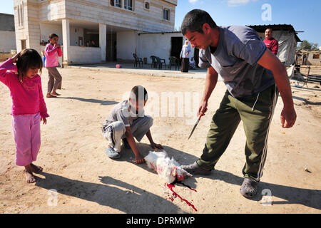 Nov 25, 2008 - Rahat, Israel - Chickens are caught for fun and dinner. In Israel, tens of thousands of Arab Bedouin fear that the Israeli government wants to seize land they say belongs to them and to put an end to their traditional nomadic lifestyle. The Israeli Arab Bedouin are 160,000 Israeli citizens, who live in what are called 'unrecognized villages' that don't appear on any  Stock Photo