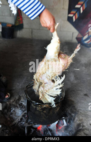 Nov 25, 2008 - Rahat, Israel - Chickens are caught for fun and dinner. In Israel, tens of thousands of Arab Bedouin fear that the Israeli government wants to seize land they say belongs to them and to put an end to their traditional nomadic lifestyle. The Israeli Arab Bedouin are 160,000 Israeli citizens, who live in what are called 'unrecognized villages' that don't appear on any  Stock Photo