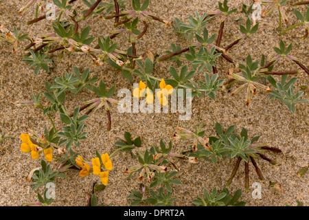 A bird's foot trefoil, Lotus cytisoides on sandy beach, Sardinia. Stock Photo