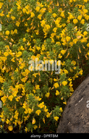 Large Yellow Restharrow, Ononis natrix in flower. Sardinia. Stock Photo