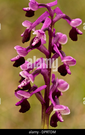 Long-spurred Orchid, Anacamptis longicornu = Orchis longicornu, Sardinia, Italy. Stock Photo