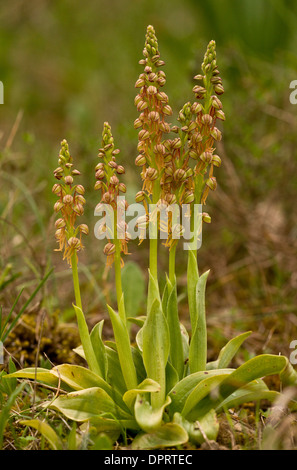 Man Orchids, Orchis anthropophora = Aceras anthropophora in flower; rare plant in UK. Stock Photo