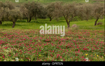 Italian Sainfoin / French Honeysuckle, Hedysarum coronarium, as relics of a former fodder crop. Sardinia Stock Photo