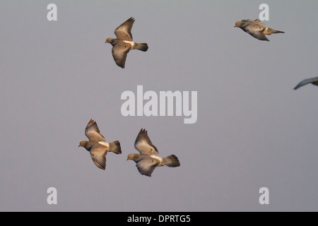 A flock of Yellow-eyed Pigeon or Pale-backed Pigeon (Columba eversmanni) in flight at Bikaner Stock Photo