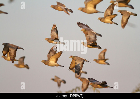 A flock of Yellow-eyed Pigeon or Pale-backed Pigeon (Columba eversmanni) in flight at Bikaner Stock Photo