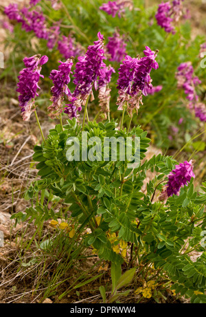 Alpine Sainfoin, Hedysarum hedysaroides in the Pontic Alps, Turkey Stock Photo