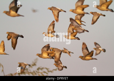 A flock of Yellow-eyed Pigeon or Pale-backed Pigeon (Columba eversmanni) in flight at Bikaner Stock Photo