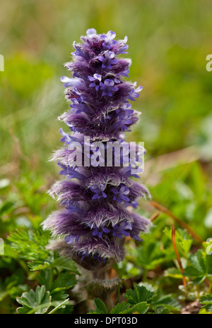 Pyramidal Bugle, Ajuga pyramidalis in flower in high alpine pastures, Pontic Alps, Turkey. Stock Photo