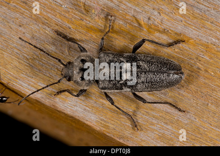 Old-house borer, or house longhorn beetle, Hylotrupes bajulus on wood in old house. Pest of cut timber. Stock Photo