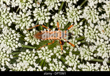 An assassin bug, Rhinocoris iracundus hunting on umbellifer flowers. Turkey. Stock Photo