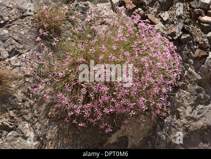 A large clump of pinks, Dianthus orientalis in the Coruh River valley (Coruh Nehri), north-east Turkey. Stock Photo