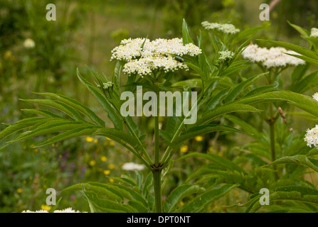 Danewort or Dwarf Elder, Sambucus ebulus in flower. Stock Photo