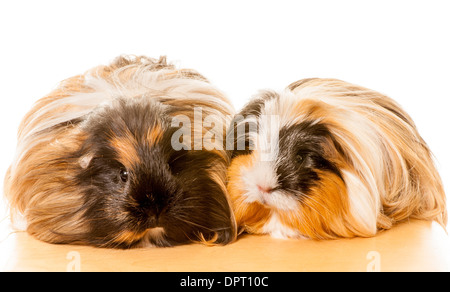 Two long haired guinea pigs Stock Photo