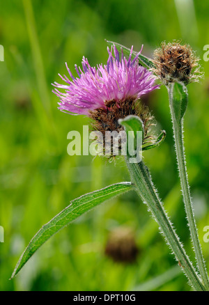 Common or Black Knapweed - Centaurea nigra Flower & Bud, un-rayed form Stock Photo