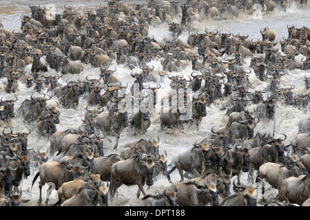 Wildebeest crossing the Mara river. Stock Photo