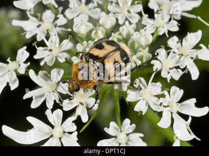 Bee beetle or Bee Chafer, Trichius fasciatus feeding on umbellifer. Stock Photo
