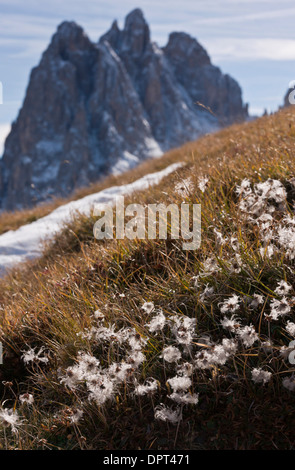 The seed-heads of Mountain Avens, Dryas octopetala at 2400m on Cadini di Misurina, Dolomites, north Italy. Stock Photo